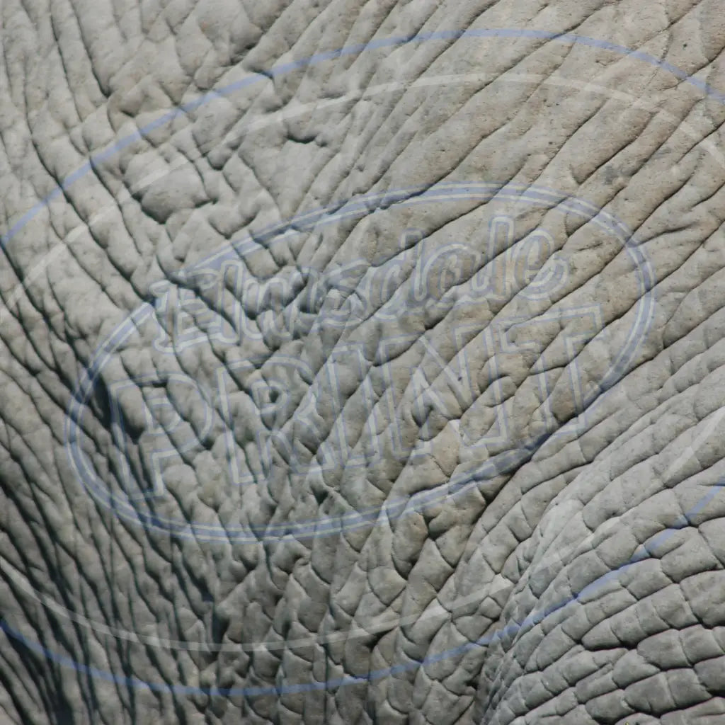 Animal Skins 008 Printed Pattern Vinyl