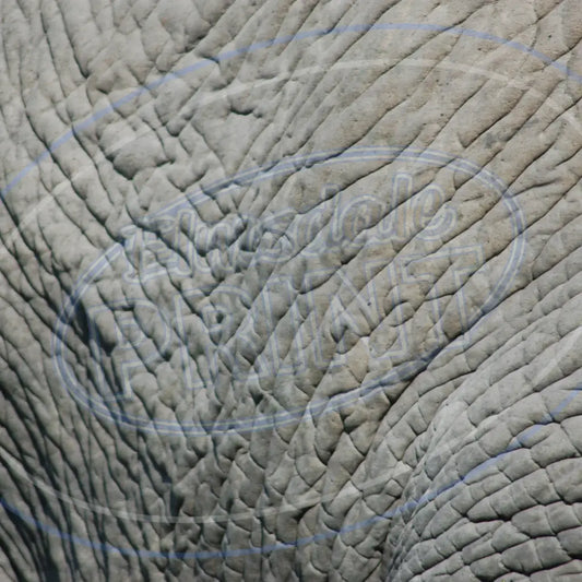 Animal Skins 008 Printed Pattern Vinyl
